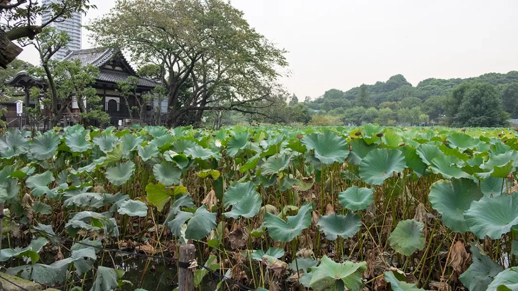 上野恩賜公園の蓮池
